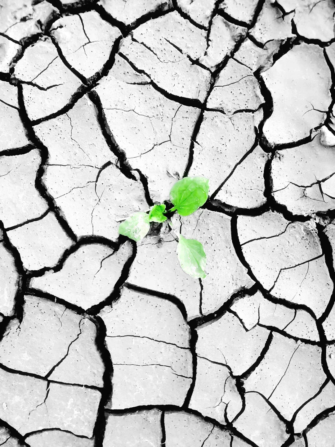 Strengthening Your Crisis Management for True Resilience
